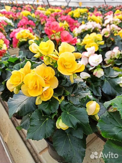 Комнатные цветы