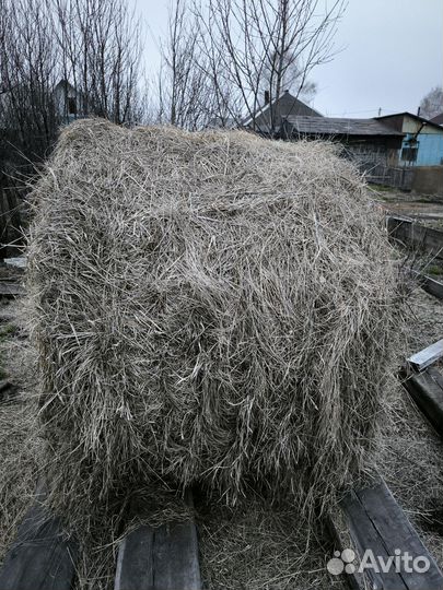 Сено в тюках