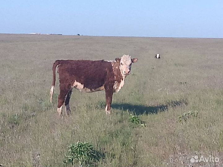 Телки 23 года