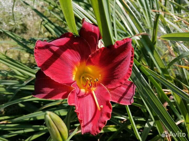 Лилейники сортовые в ассортименте