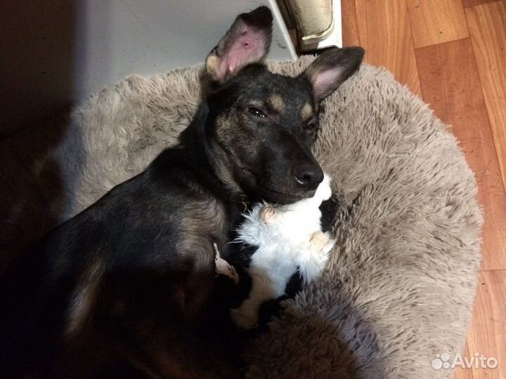 Собака в добрые руки