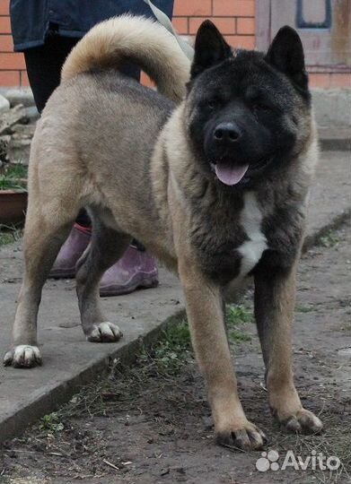 Питомник. Вязка