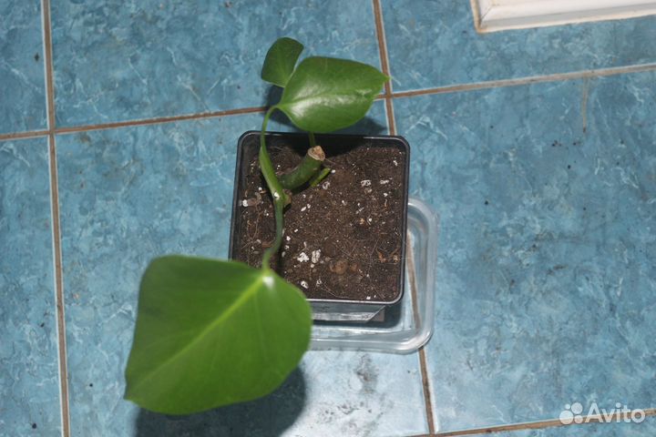 Монстера деликатесная крупная