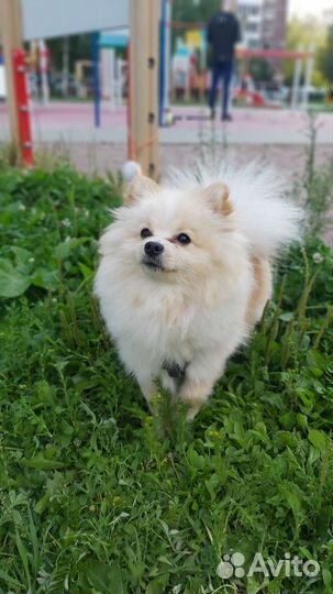 Померанский шпиц вязка