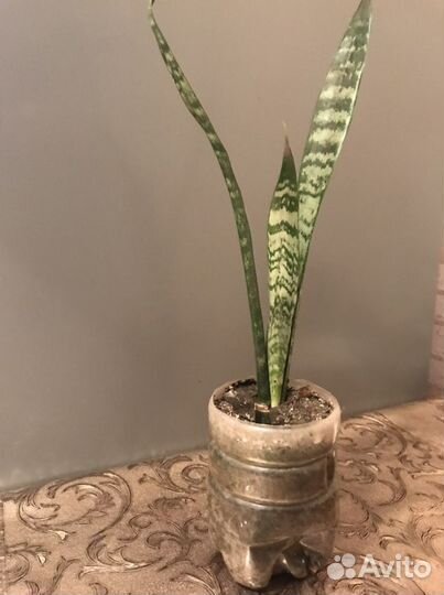 Щучий хвост. Хойя. Сансиверия