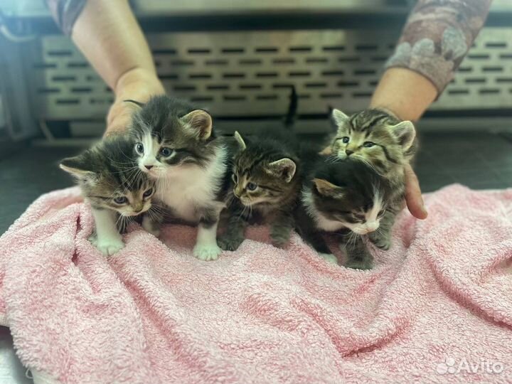 Котята в добрые руки