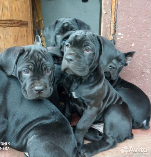 Щенки кане Корсо