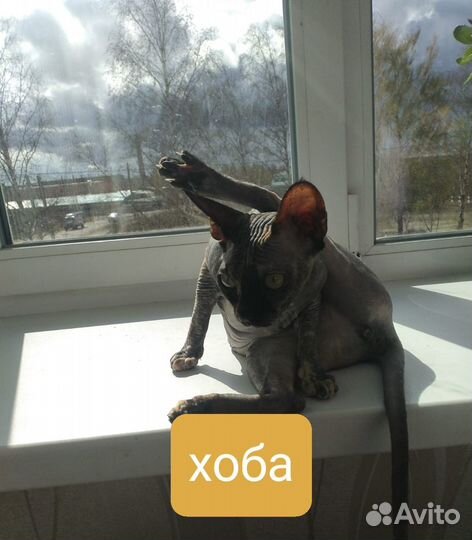 Канадская кошечка