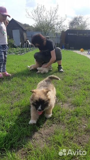 Щенки маламут