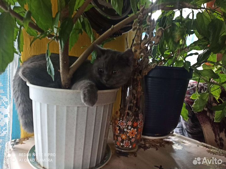 Британская