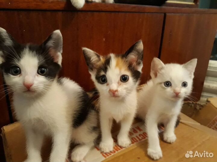 Милые котята ищут дом