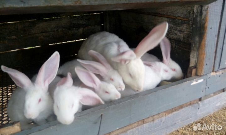 Кролики Белый серый великан