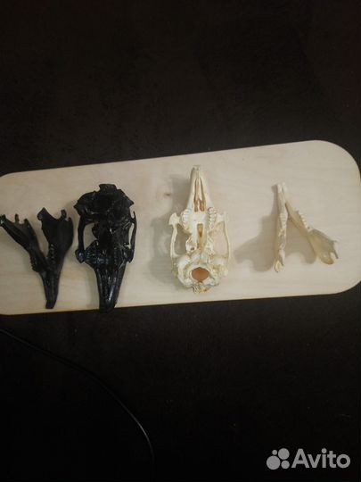 Череп кролика