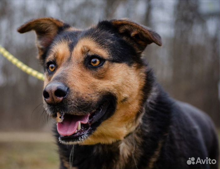 Зита, жизнерадостная, стерилизована