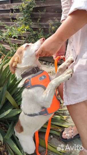 Девочка в добрые руки