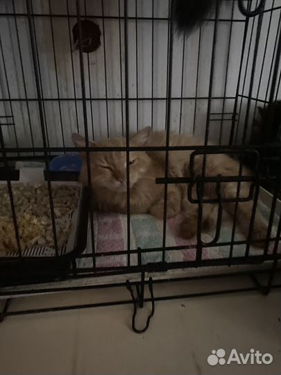 Кот в добрые руки