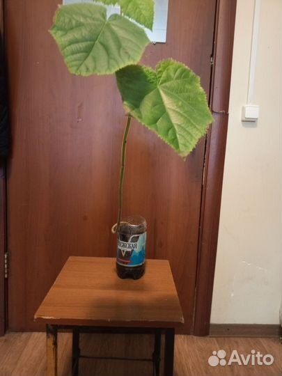 Войлочные павловния