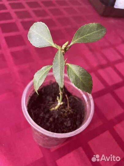 Бересклет японский