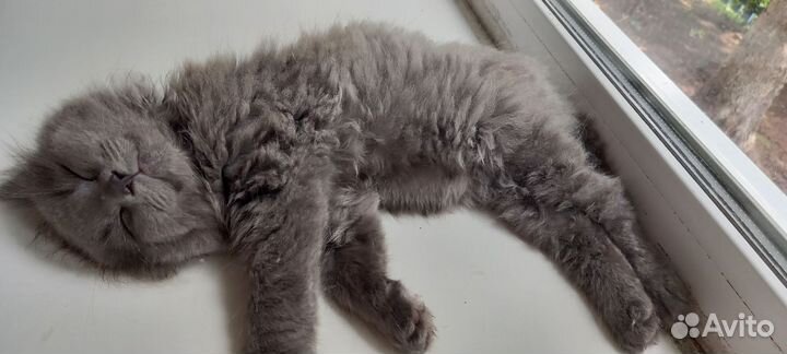 Сибирский котенок