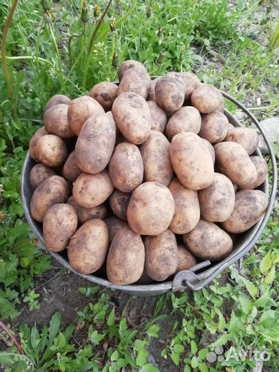 Продаётся картофель на корм животным и птицам