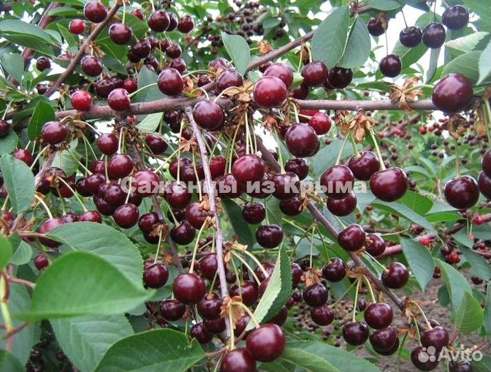 Саженцы Вишни Чудо-Вишня(Дюк)