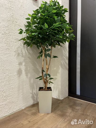 Декоративное дерево фикус Бенджамина