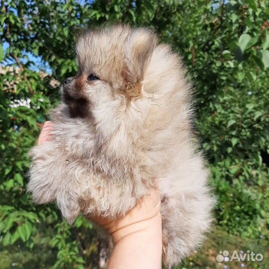 Щенок мальчик померанский шпиц