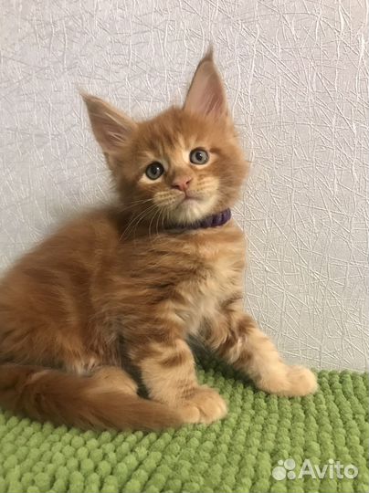 Красные прекрасные коты мейнкуны