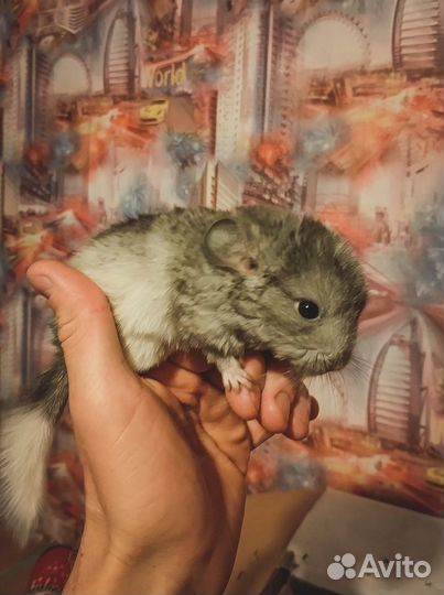 Квалифицированный ратолог