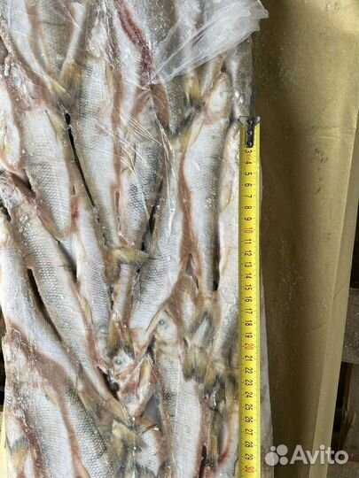Корюшка нр 20-21см свежемороженная