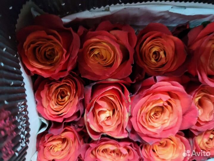 Роза эквадор 101 роза