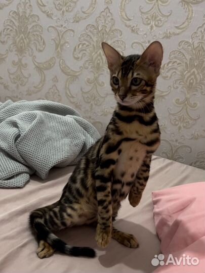 Бенгальский кот