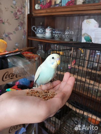 Волнистый попугай