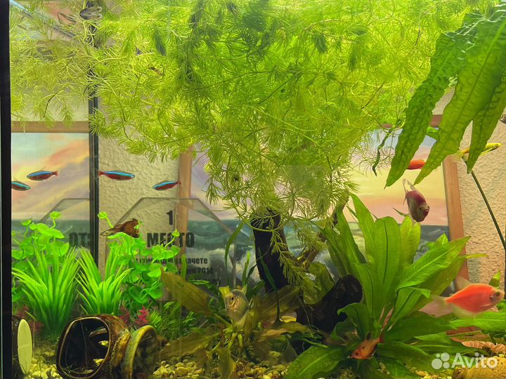 Аквариумные растения, гуппи, сомик