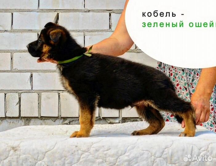 Немецкая овчарка