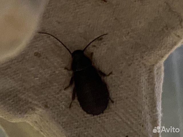 Мадагаскарский таракан