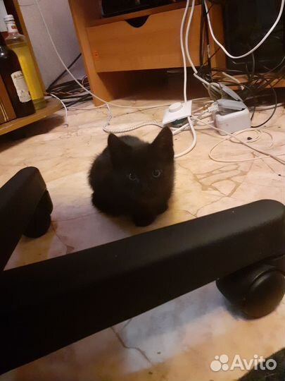 Кошка в добрые ручки