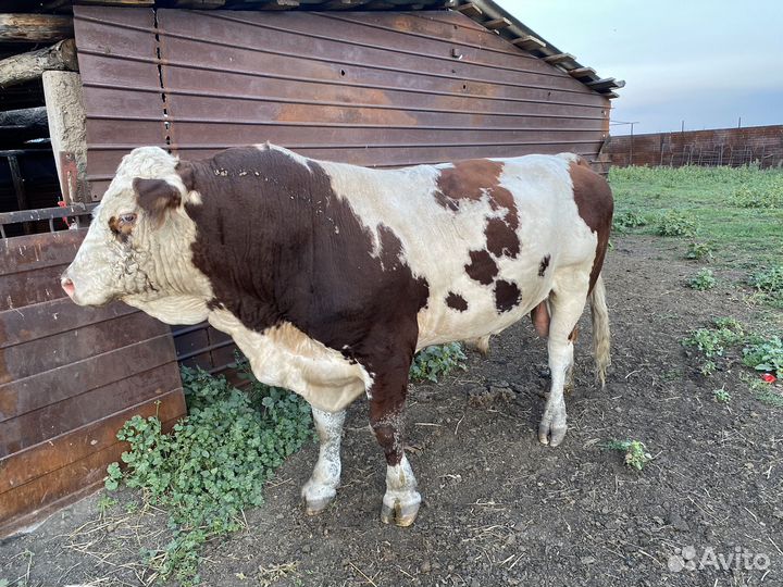 Быки на племя