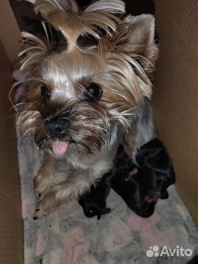 Йоркширский терьер щенки