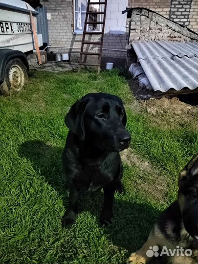Кобель лабрадора вязка