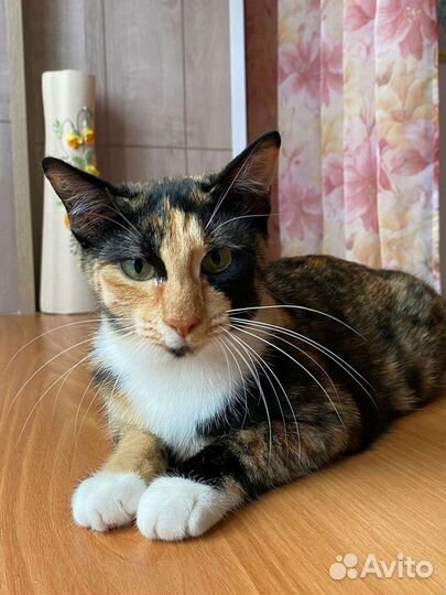 Кошка как грациозная лань. Ищет дом.Ждет улица