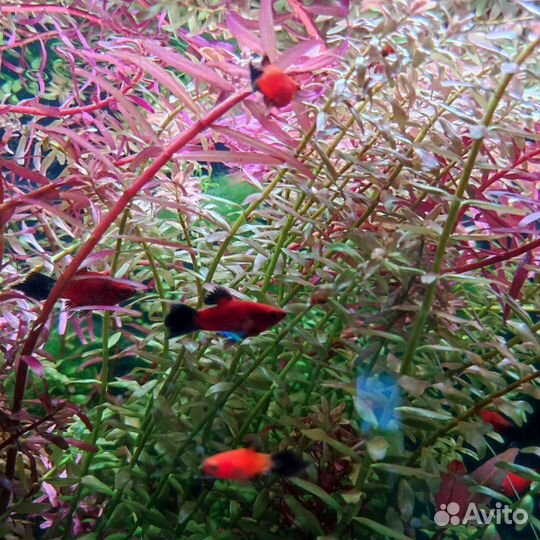 Аквариумная рыбка. Пецилия редиска