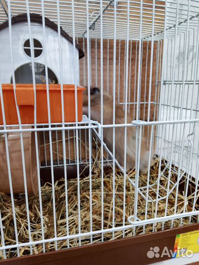 Хомяк с клеткой