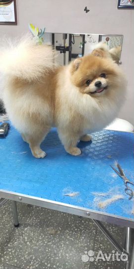 Померанский шпиц вязка