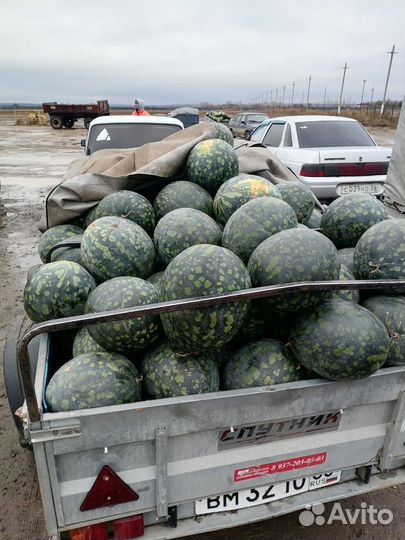 Арбуз