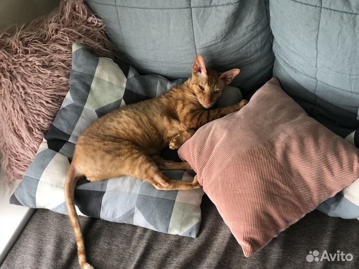 Корниш-рекс кот