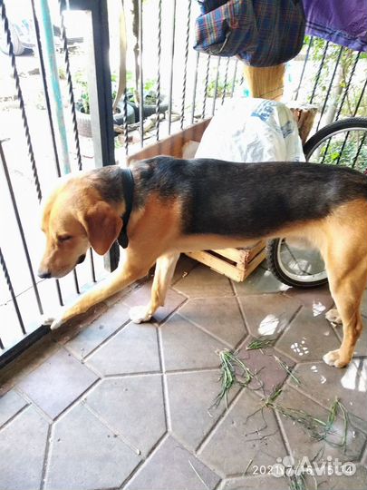 Кобель для вязки русская гончая