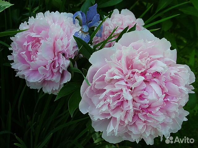 Пион Сара Бернар