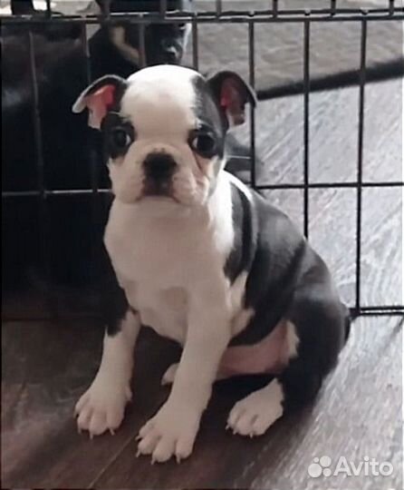 Шикарная девочка бостон терьер