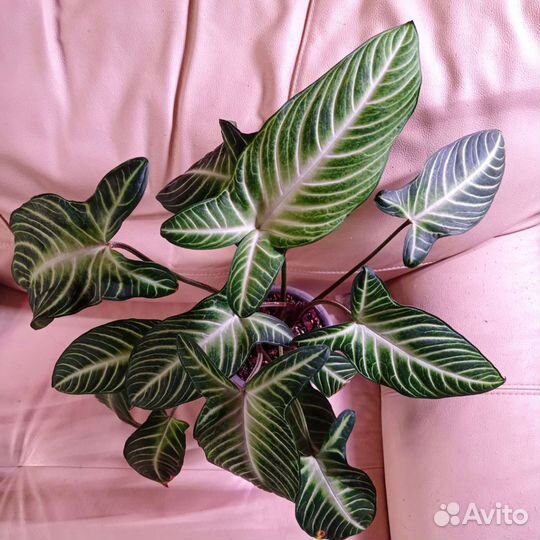 Ксантозома Линдена